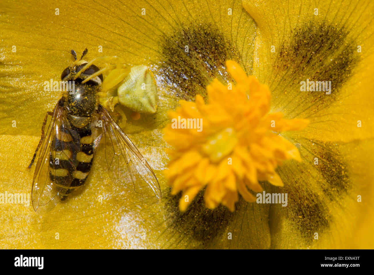 Gelbe Krabbenspinne (sp) Thomisus Onustus, fliegen Wirbellosen Essen ein schweben. Lemnos / Insel Limnos, Griechenland. Stockfoto