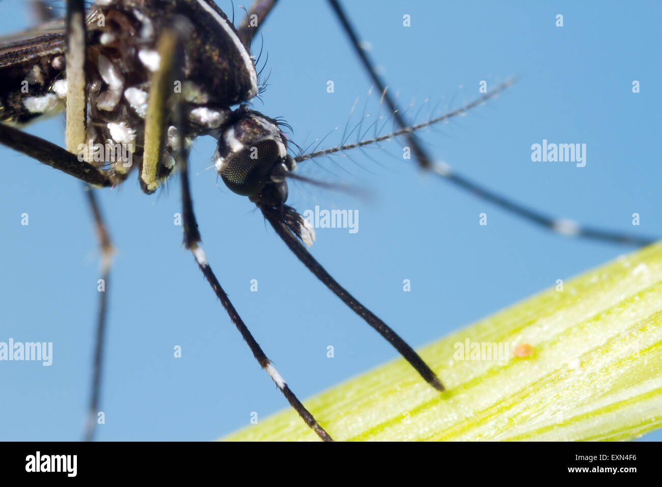 Asiatische Tigermücke (Aedes Albopictus) Stockfoto