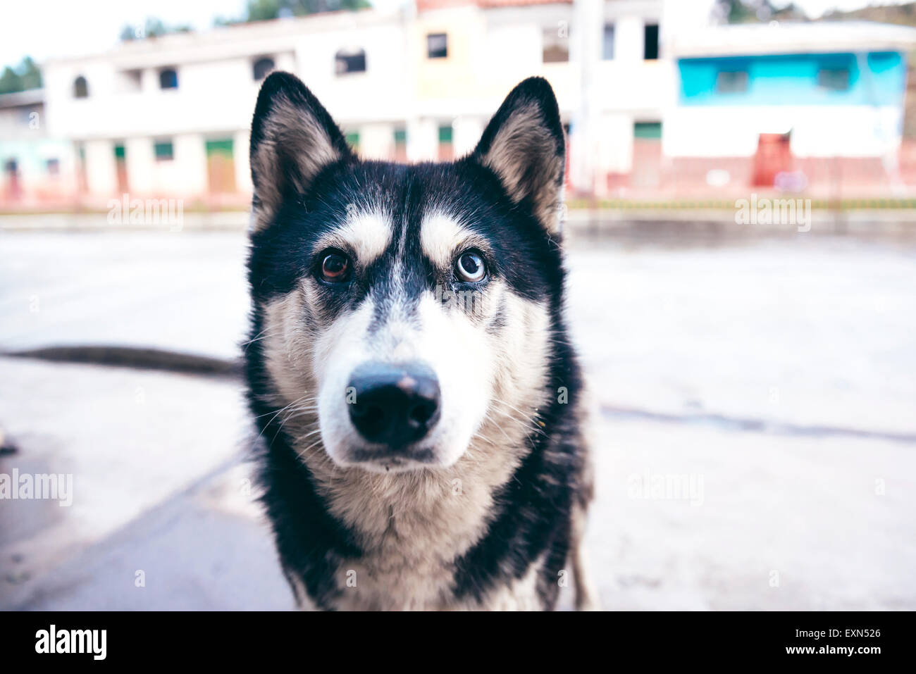 Porträt von husky mit seltsamen Augen Stockfoto