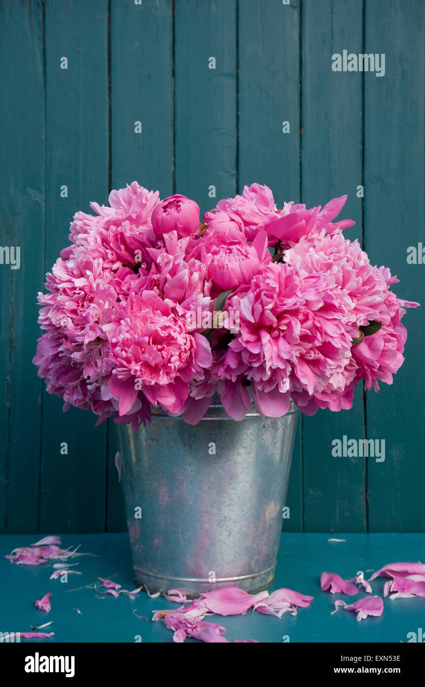 Rosa Pfingstrosen im Zink Eimer, verwelkt Stockfoto
