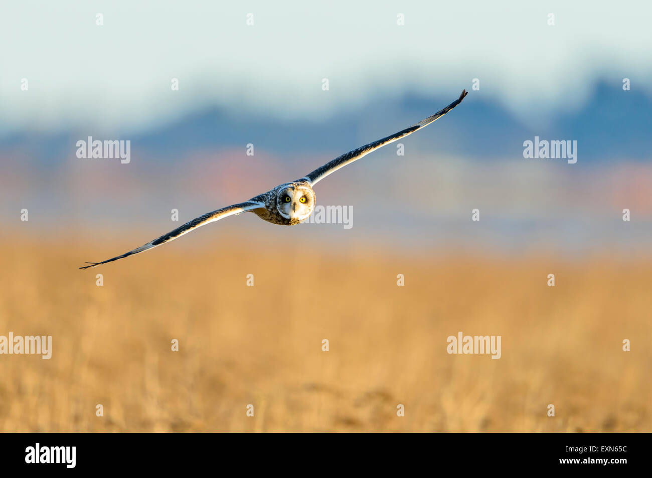 Sumpfohreule (Asio Flammeus) Stockfoto