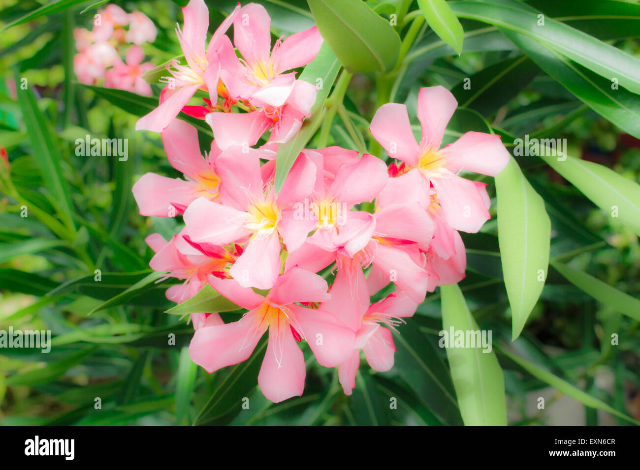 Süße Oleander, Bucht Rosenblüte mit verlassen. (Nerium Oleander L.) Stockfoto