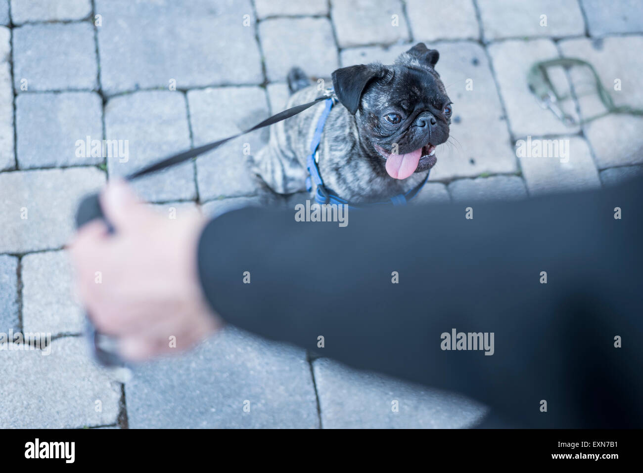 Frau mit Hundeleine von ihrem Mops Stockfoto