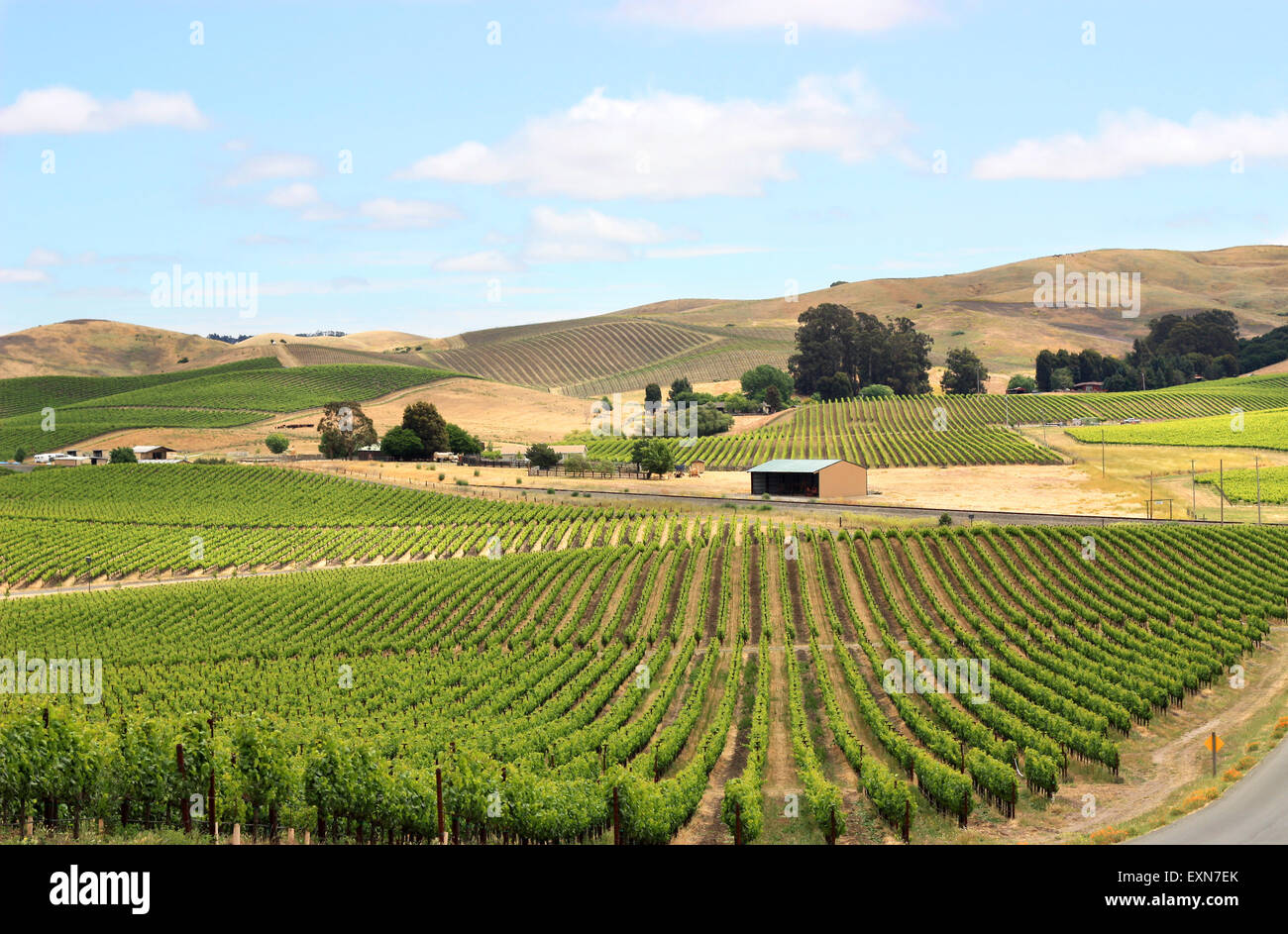Szene des Feldes Weingut im Napa valley Stockfoto
