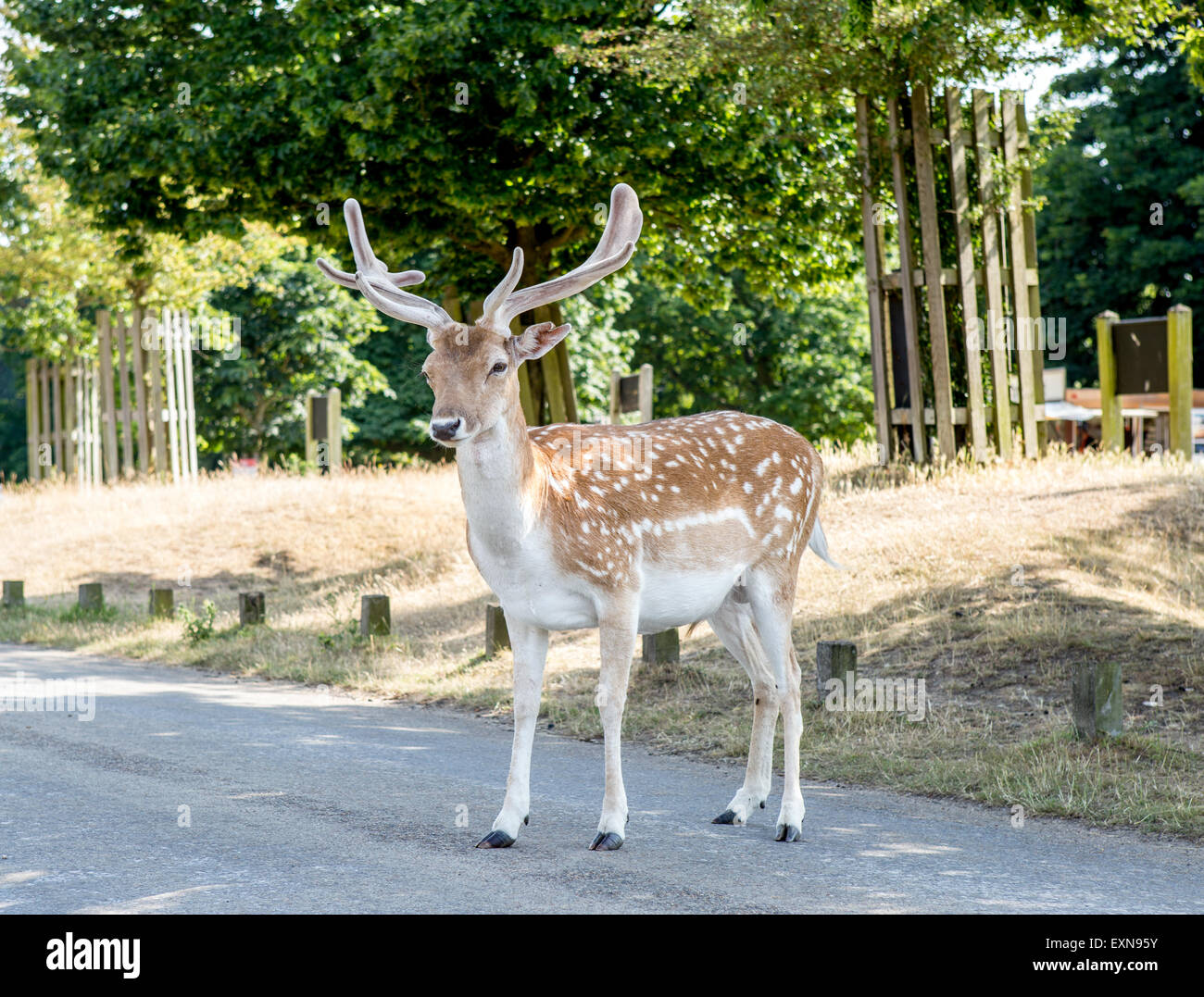 Junge männliche Hirsche Richmond Park London UK Stockfoto