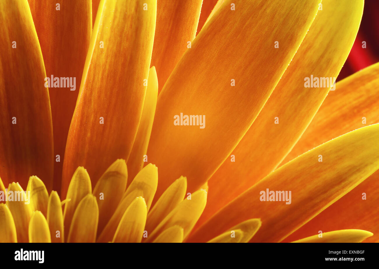 Makro-Ansicht der gelben Blütenblätter Gerber Blume, schöne abstrakte Details. Stockfoto
