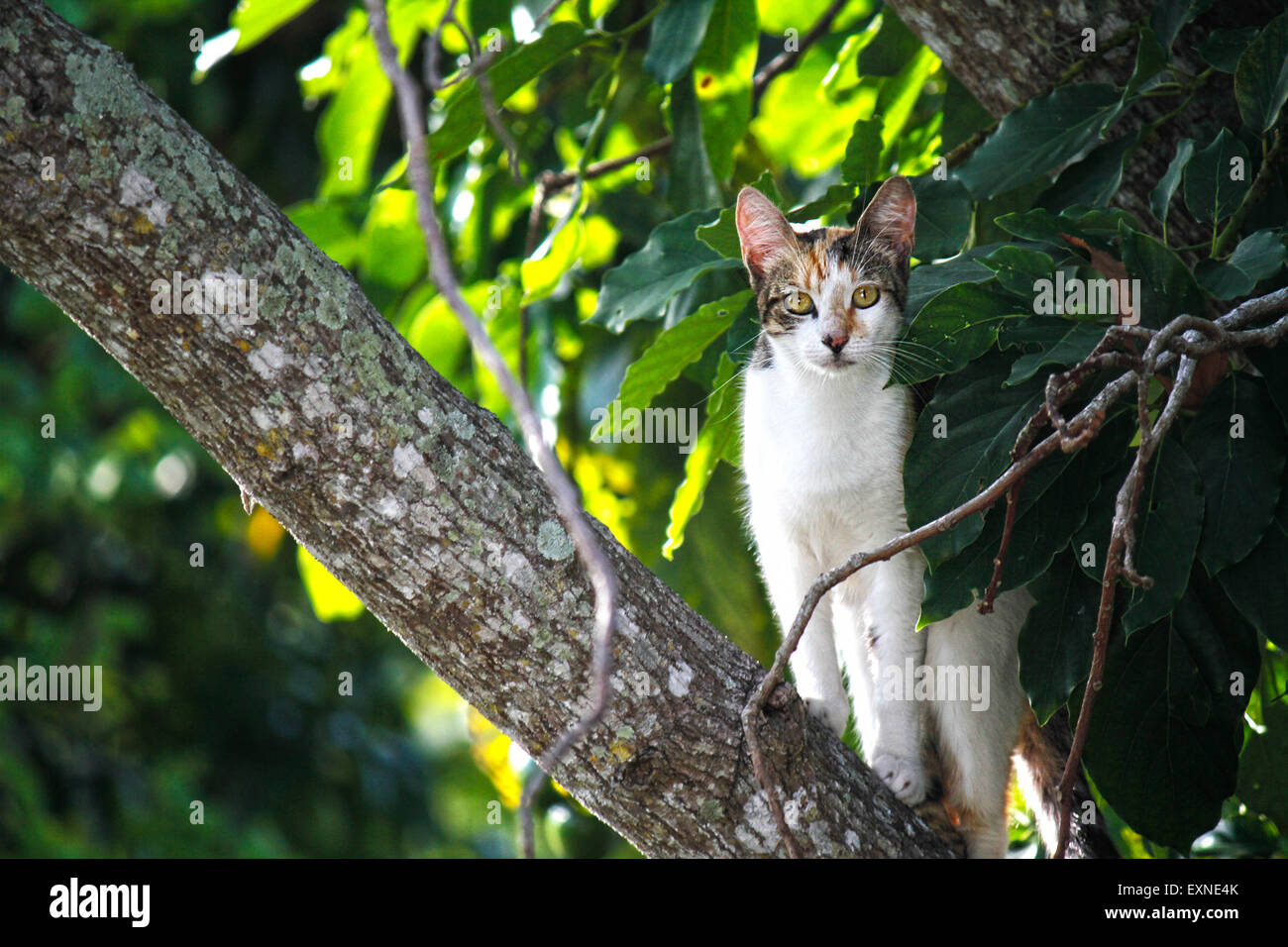 Wilde Katze in einem Baum, Vero Beach, Florid Stockfoto