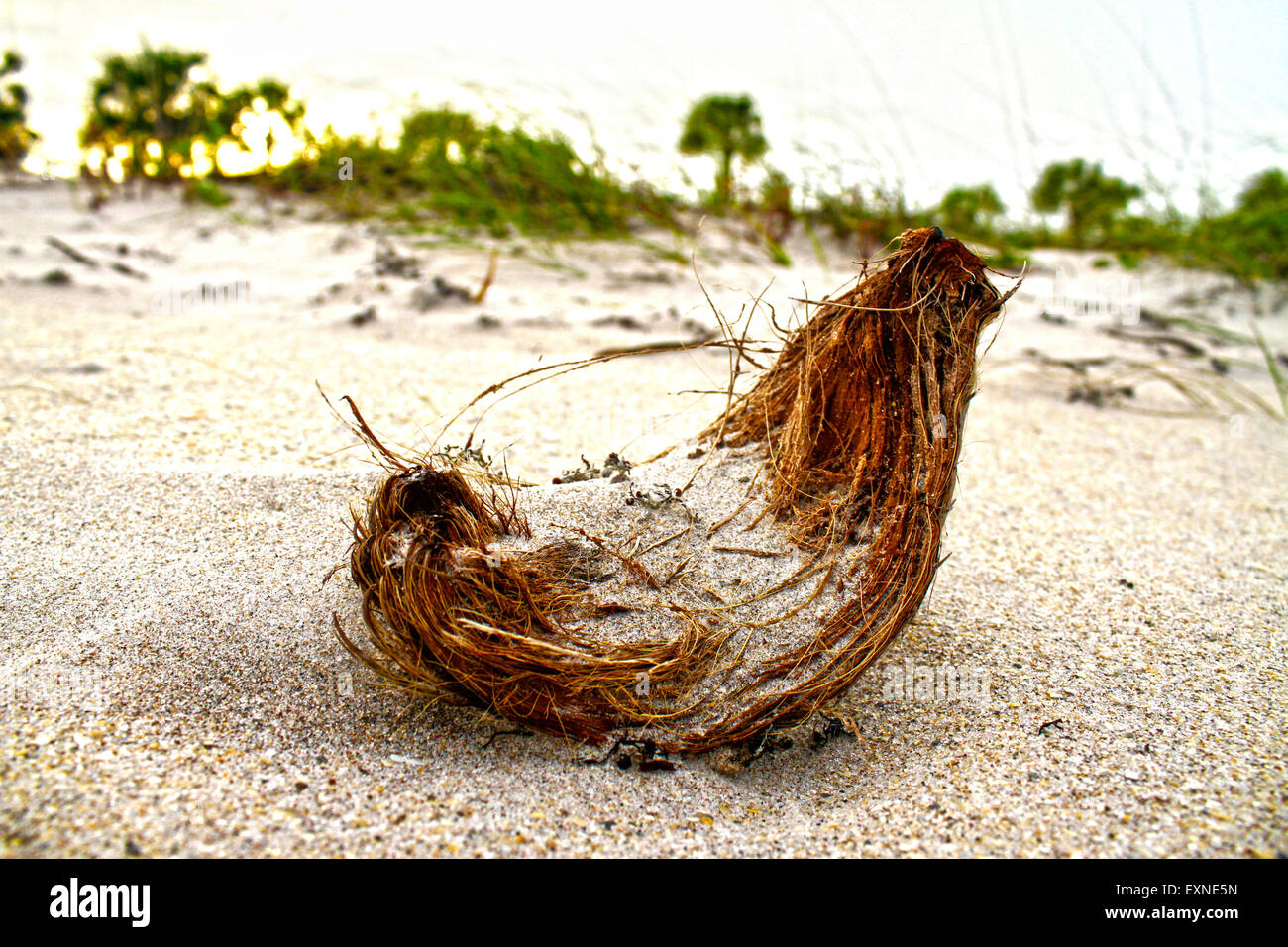 Kokosnußhülle am Strand, Vero Beach, Florida Stockfoto