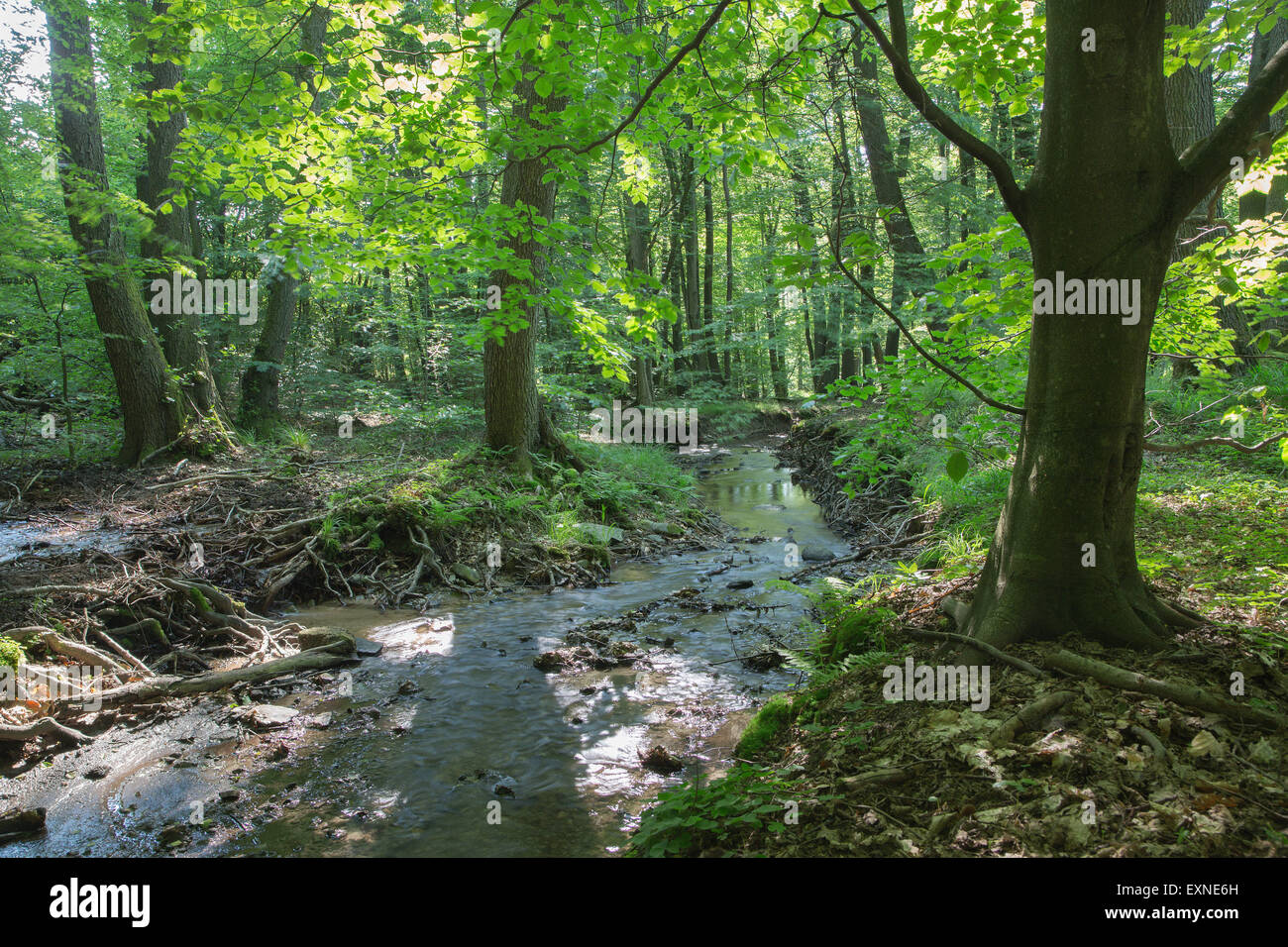 Bach im Wald der kleinen Karpaten - Slowakei Stockfoto