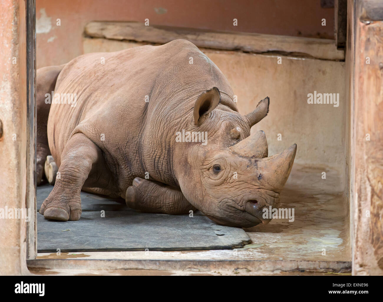 SCHWARZER RHINOCEROS in Paignton Zoo in Devon Stockfoto