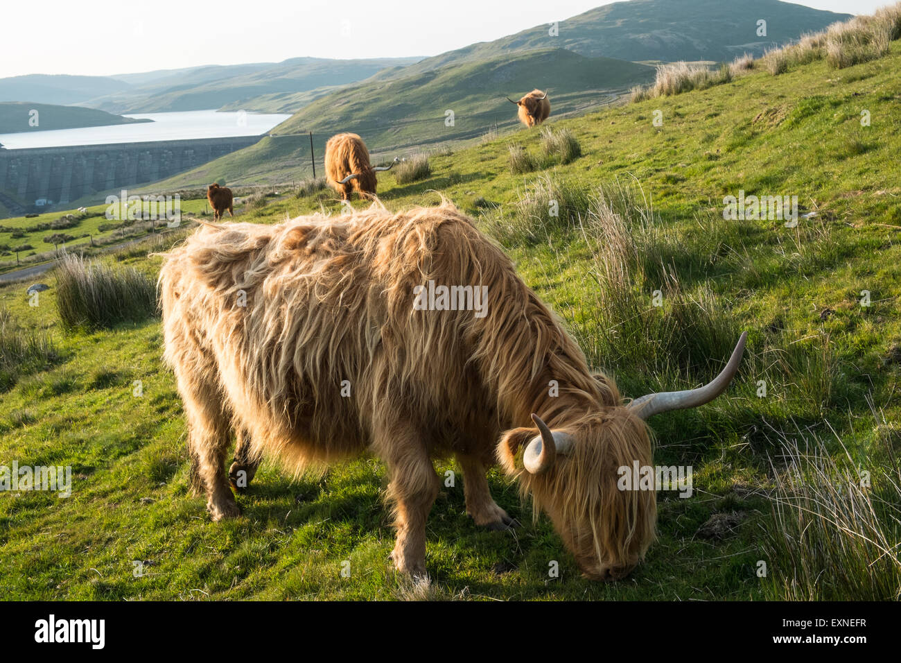 Langen Haaren und gehörnten Aberdeen Angus Rinder in einem Feld mit Blick auf See Nant Y Moch, dam, Powys, Ceredigion, Mitte Wales,U.K. Stockfoto