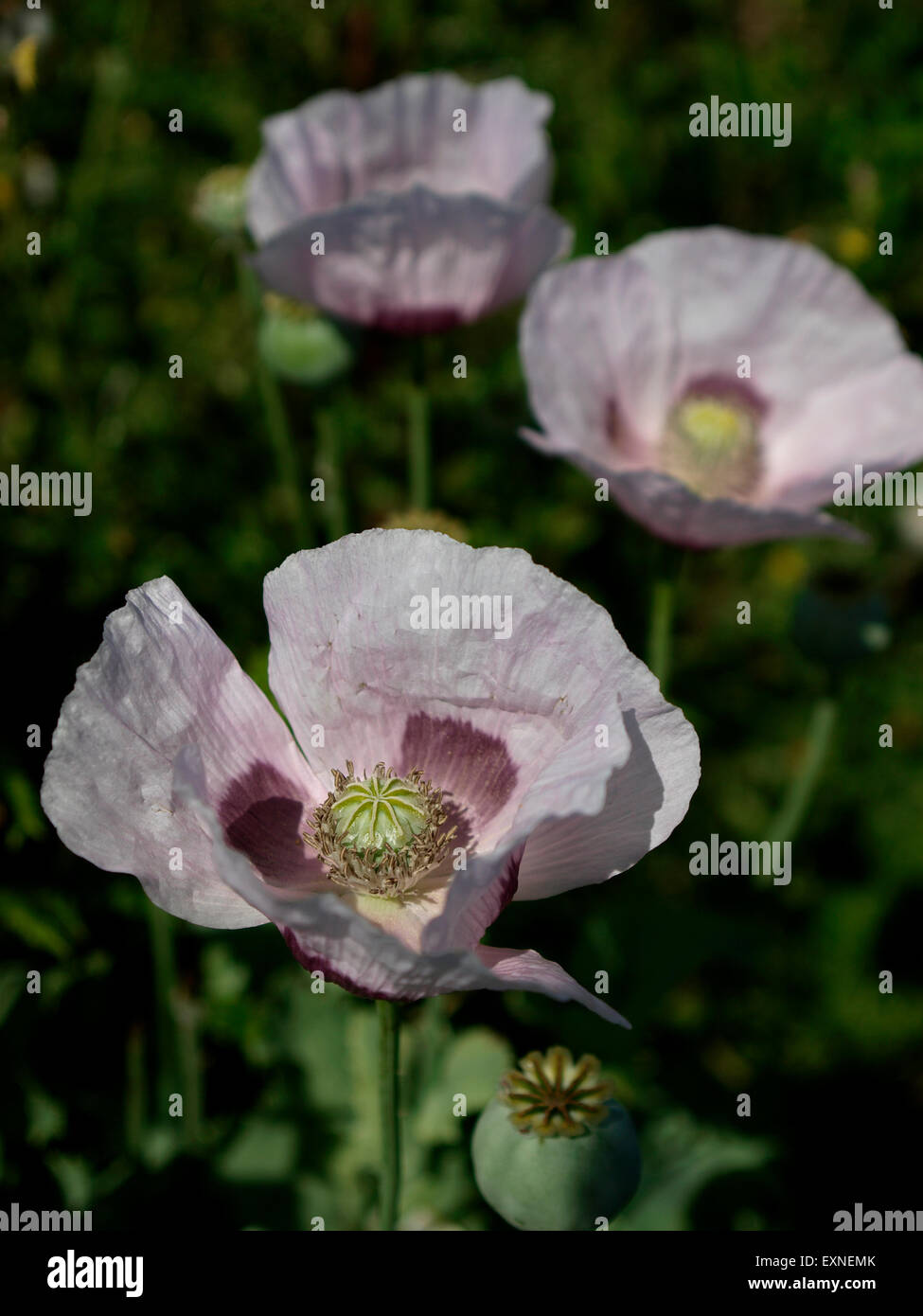 Schlafmohn, Papaver Somniferum wachsen wild in Woolacombe Warren Sanddünen, Devon, UK Stockfoto