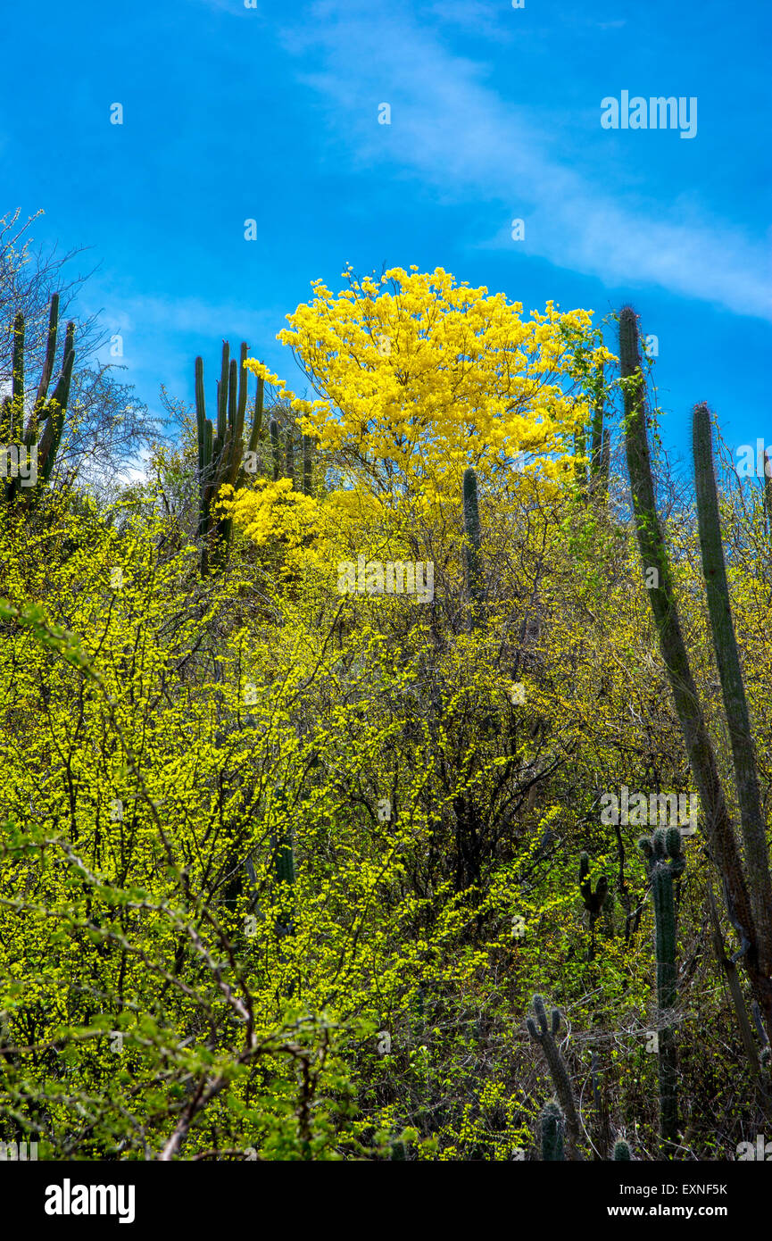 Kontrastierende Farben des Baumes gelb Kibrahacha - (Tabebuia Billbergii) Stockfoto