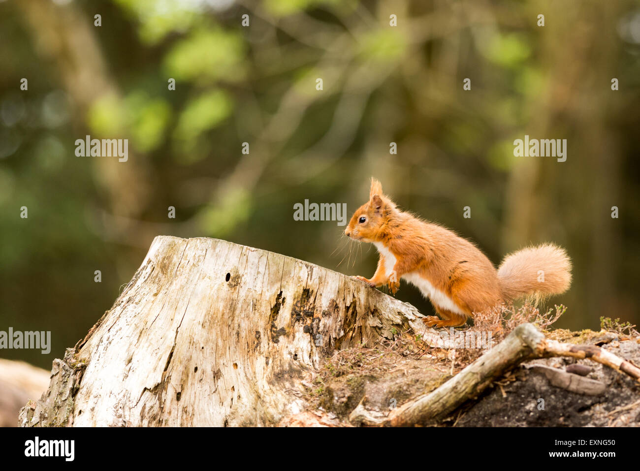 Eichhörnchen sind vom Aussterben bedrohte Arten im Vereinigten Königreich und werden immer härter und härter zu fotografieren Stockfoto