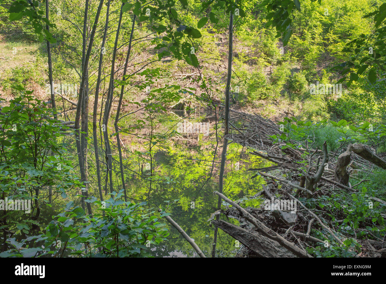 Der Biber Sperrfeuer auf den Bach im Wald der kleinen Karpaten - Slowakei Stockfoto