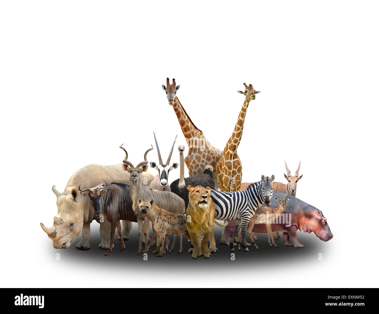 Gruppe von Afrika Tiere auf weißem Hintergrund Stockfoto