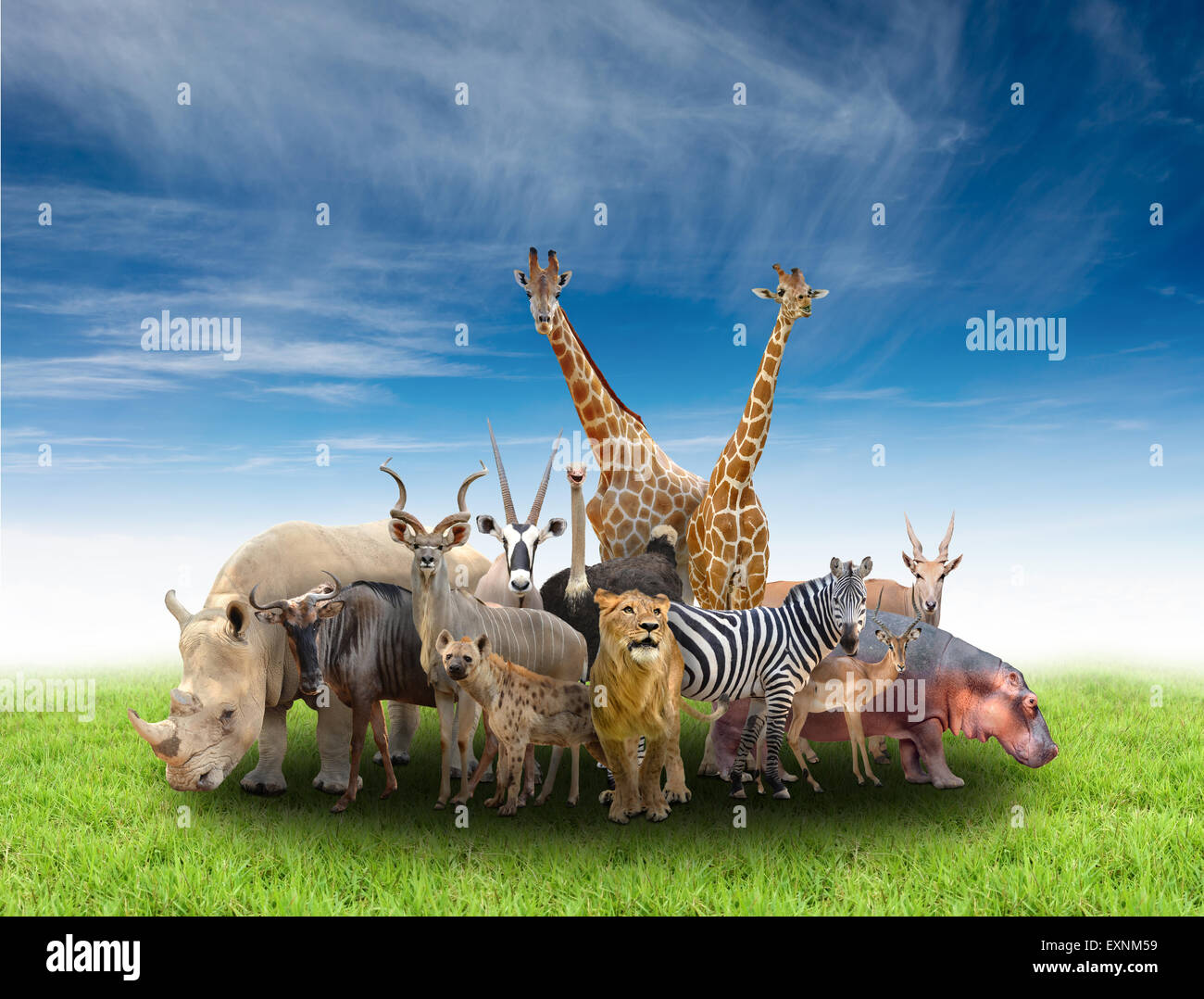 Blaues wilderbeest Fotos und Bildmaterial in hoher Auflösung Alamy