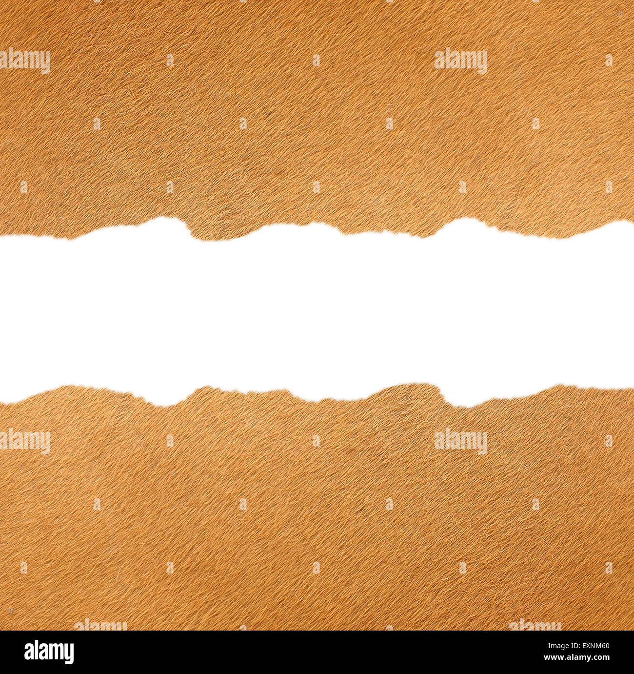 Textur des realen Banteng Haut Frames auf weißem Hintergrund Stockfoto