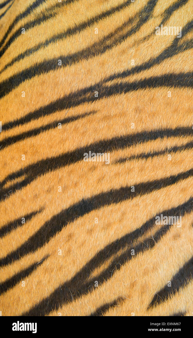 Hintergrund der Bengal Tiger Echtpelz texturiert Stockfoto