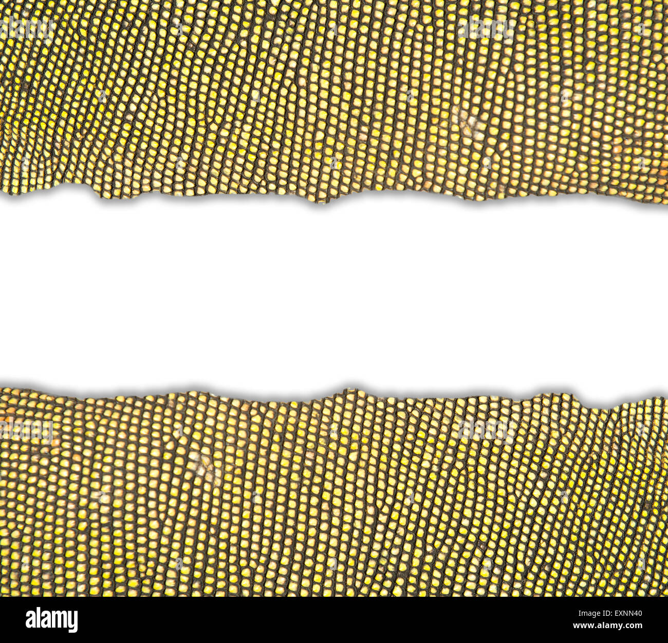 texturierte Leguan Haut Frame auf weißem Hintergrund Stockfoto