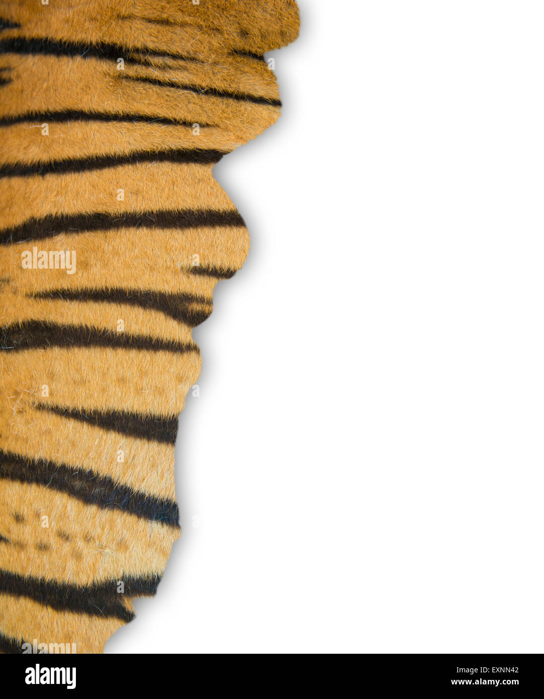 Textur des echten Bengal Tiger Fell Frames auf weißem Hintergrund Stockfoto