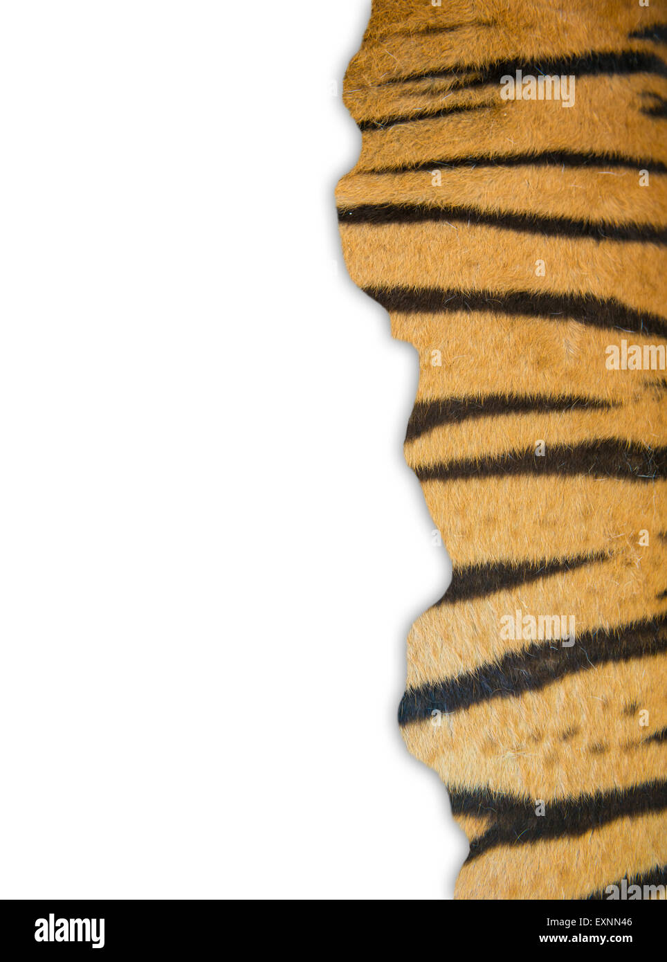 Textur des echten Bengal Tiger Fell Frames auf weißem Hintergrund Stockfoto