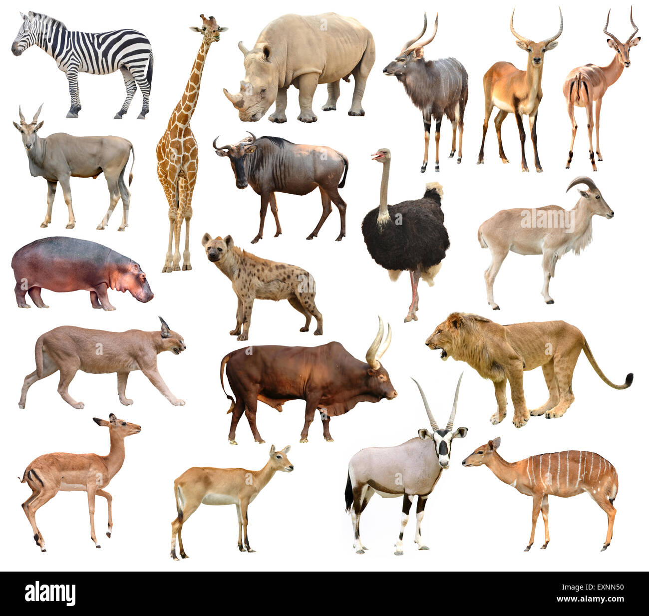 Sammlung von Afrika Tiere isoliert auf weißem Hintergrund Stockfoto