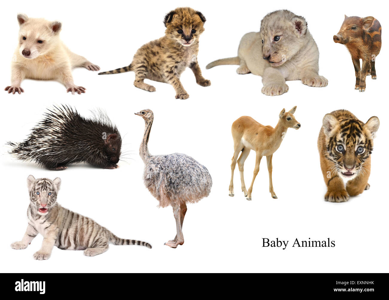 Baby Tiere Sammlung isoliert auf weißem Hintergrund Stockfoto