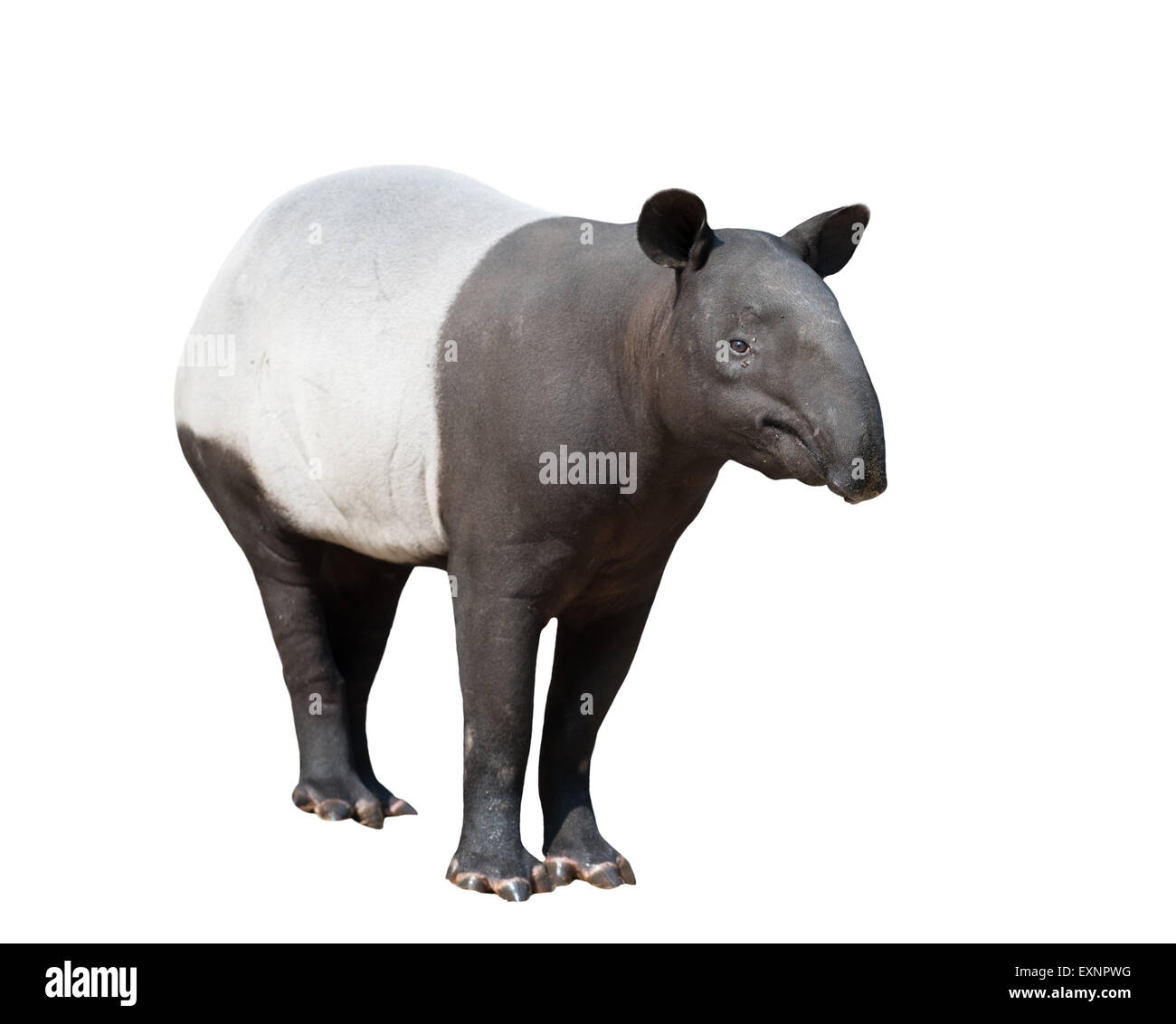 Schabrackentapir oder asiatischer Tapir isoliert auf weißem Hintergrund Stockfoto