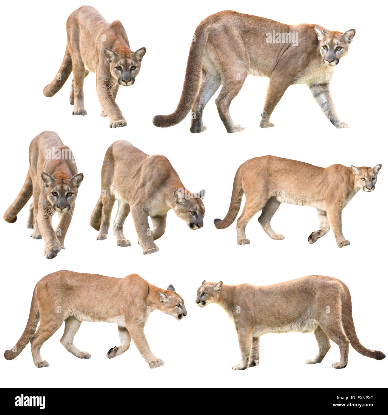 Puma oder Cougar isoliert auf weißem Hintergrund Kollektion Stockfoto
