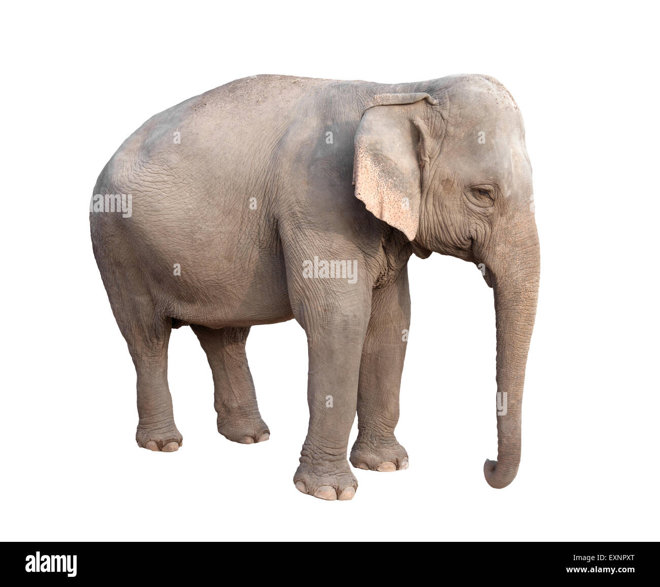 Asien-Elefantendame isoliert auf weißem Hintergrund Stockfoto
