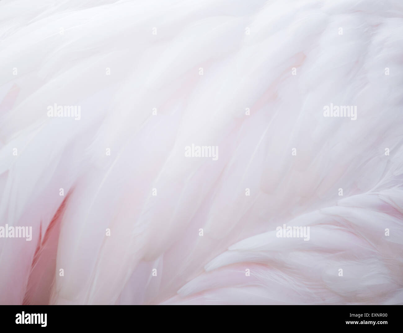 der wunderschöne Flamingo Feder texturiert Stockfoto