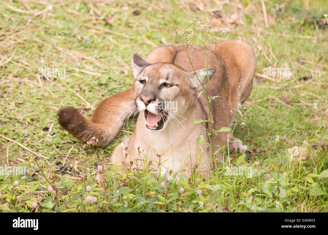 Puma oder Cougar im zoo Stockfoto, Bild: 85301555 Alamy Puma oder Cougar im zoo Stockfoto, Bild: 85301555 Alamy