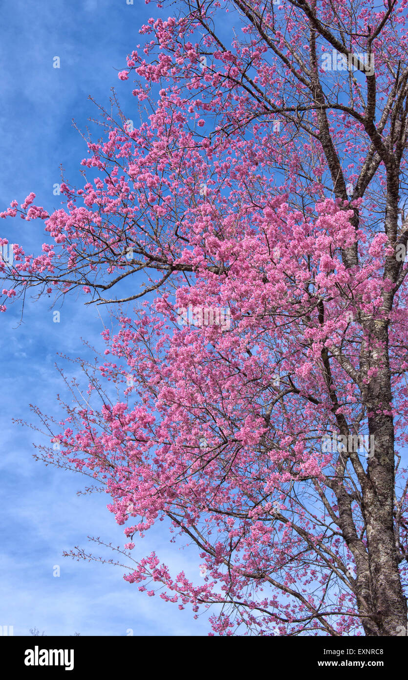 schöne wilde Himalaya Kirsche Blüte (Prunus Cerasoides Stockfotografie -  Alamy