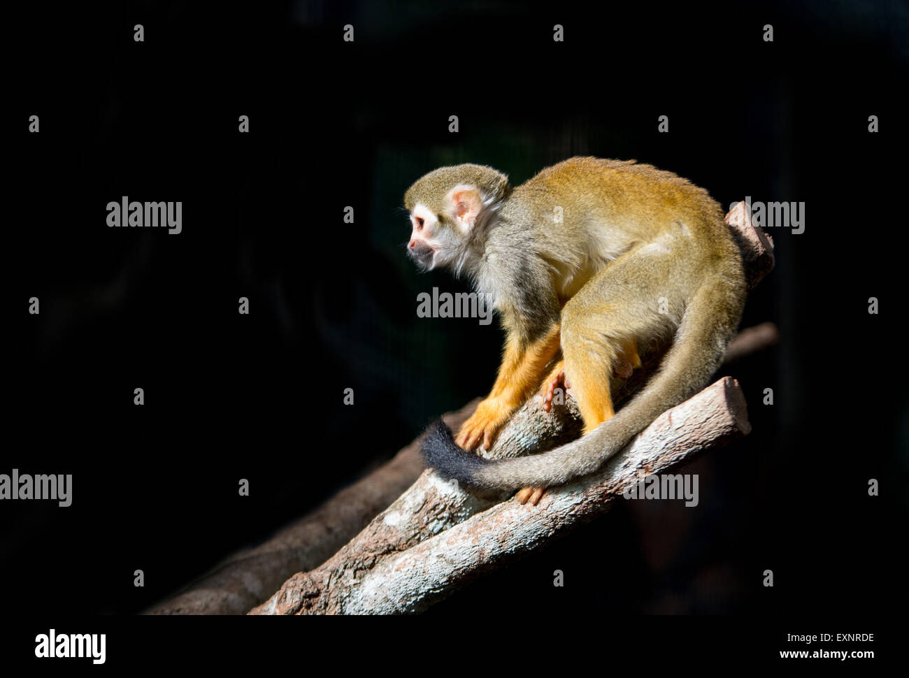 Totenkopfaffen (Saimiri Sciureus) in dunklem Hintergrund Stockfoto
