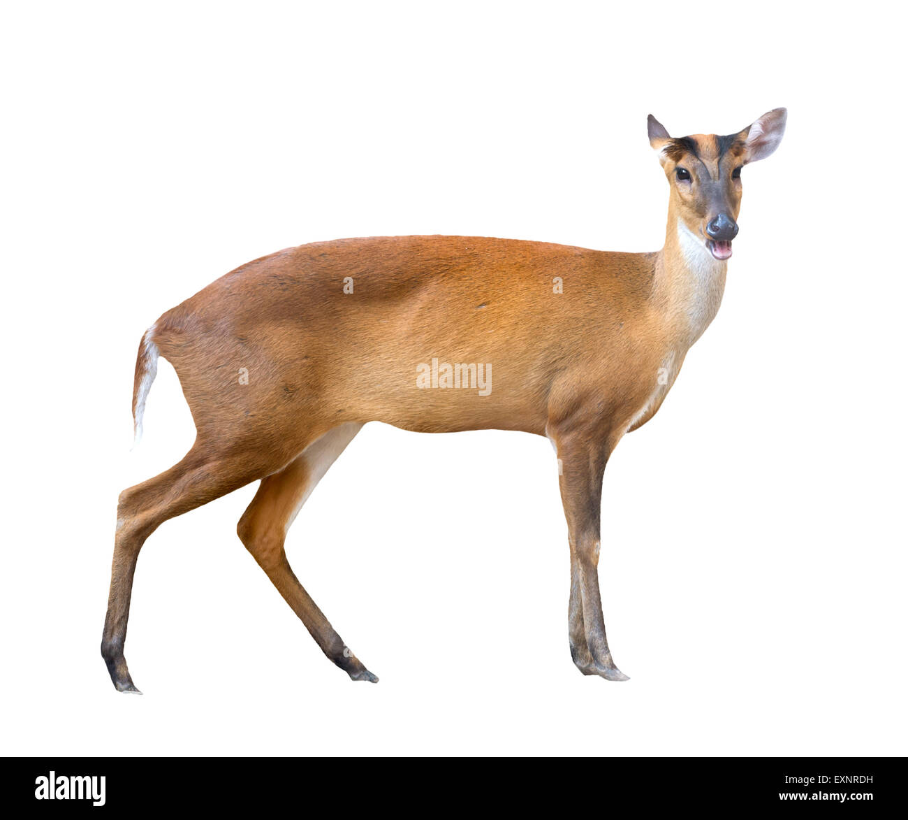 Barking Deer isoliert auf weißem Hintergrund Stockfoto