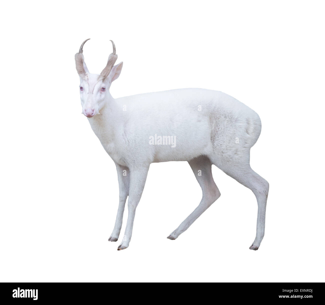 Albino barking Deer isoliert auf weißem Hintergrund Stockfoto