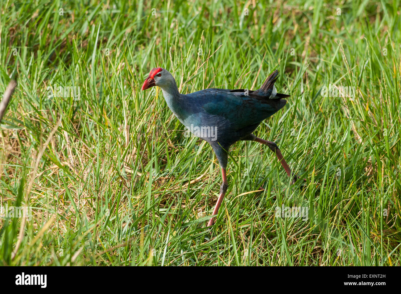 Indische Purpurhuhn Stockfoto