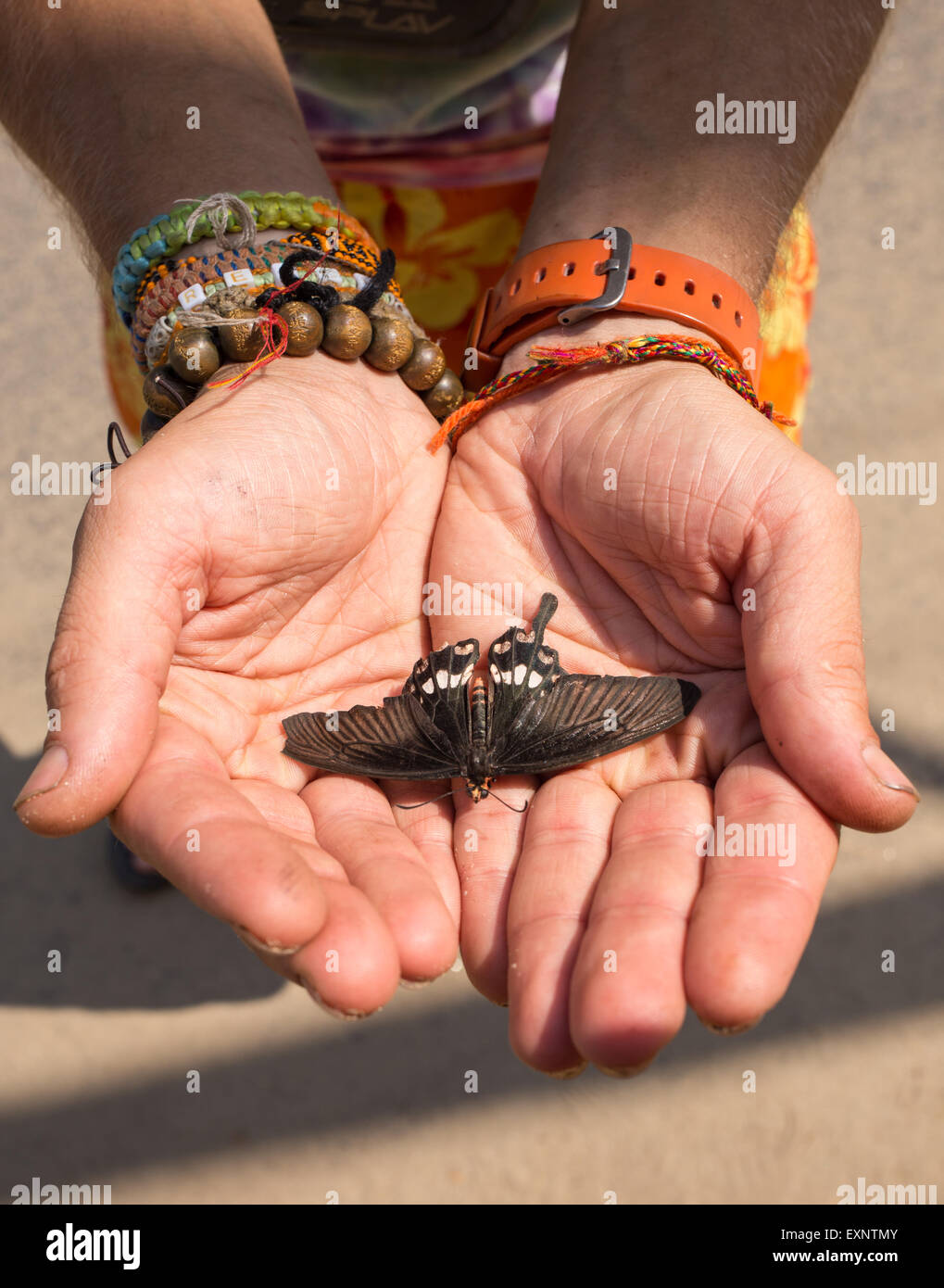 Öffnen Sie weibliche Hände halten einen Schmetterling Stockfoto