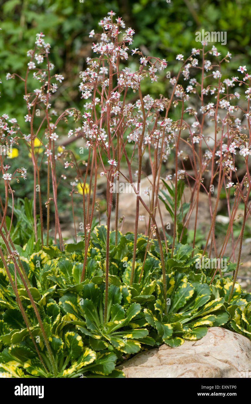Ein alpiner Steingarten Pflanzen Saxifragra X urbium Variegata Blüte, Berkshire, Mai Stockfoto