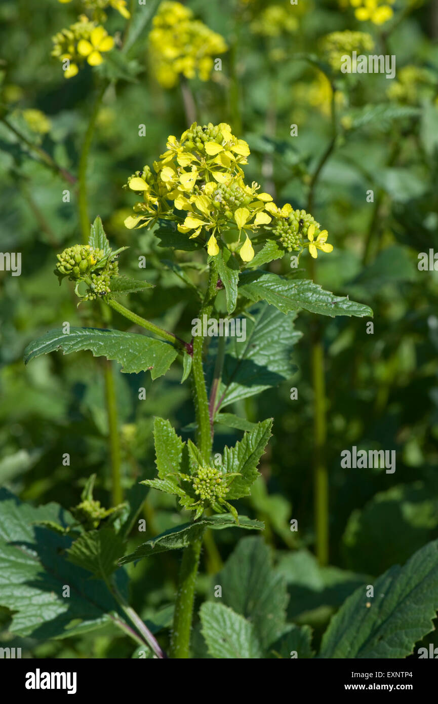 Ackersenf, Wilder Senf oder Feld Senf, Sinapis Arvensis, gelb blühenden Pflanzen, Unkraut in Landwirtschaft und Garten Stockfoto