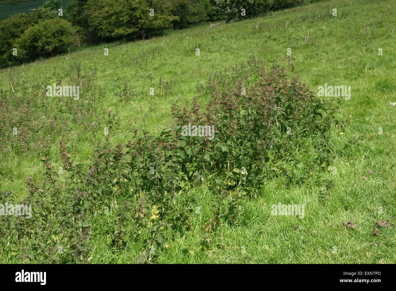 Brennnesseln, Urtica Dioica, Blüte Downland Gras Weide im Sommer, Berkshire, Juni Stockfoto