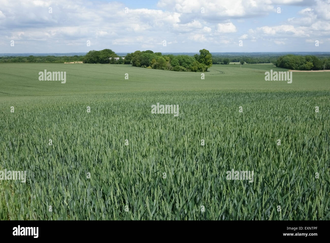 Winterweizen Ernte kommen ins Ohr an einem feinen Sommertag in West Berkshire, Juni Stockfoto