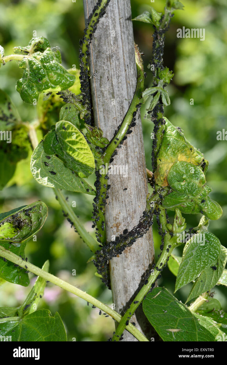 Schwarze Bohne Blattluse, Aphis Fabae, Verseuchung auf junge Runner Bean  stammt Schlinger, Bambus-Stangen Stockfotografie - Alamy