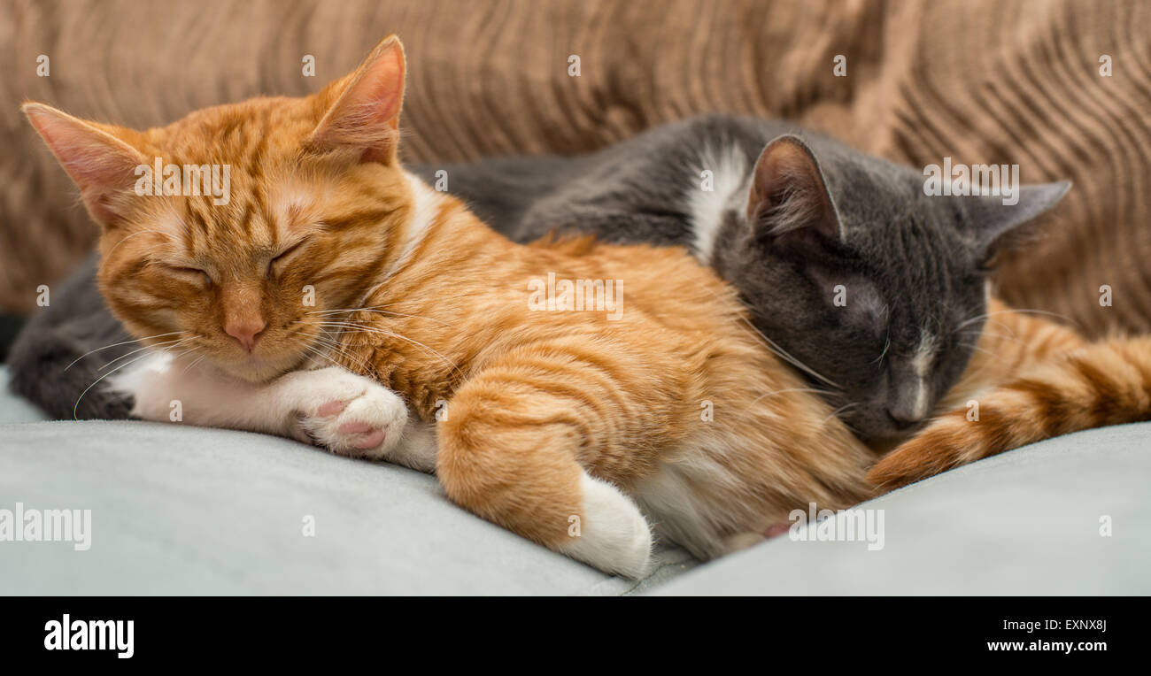 Zwei Geschwister Katzen aus dem selben Wurf eingerollt und zusammen schlafen. Das eine ist eine