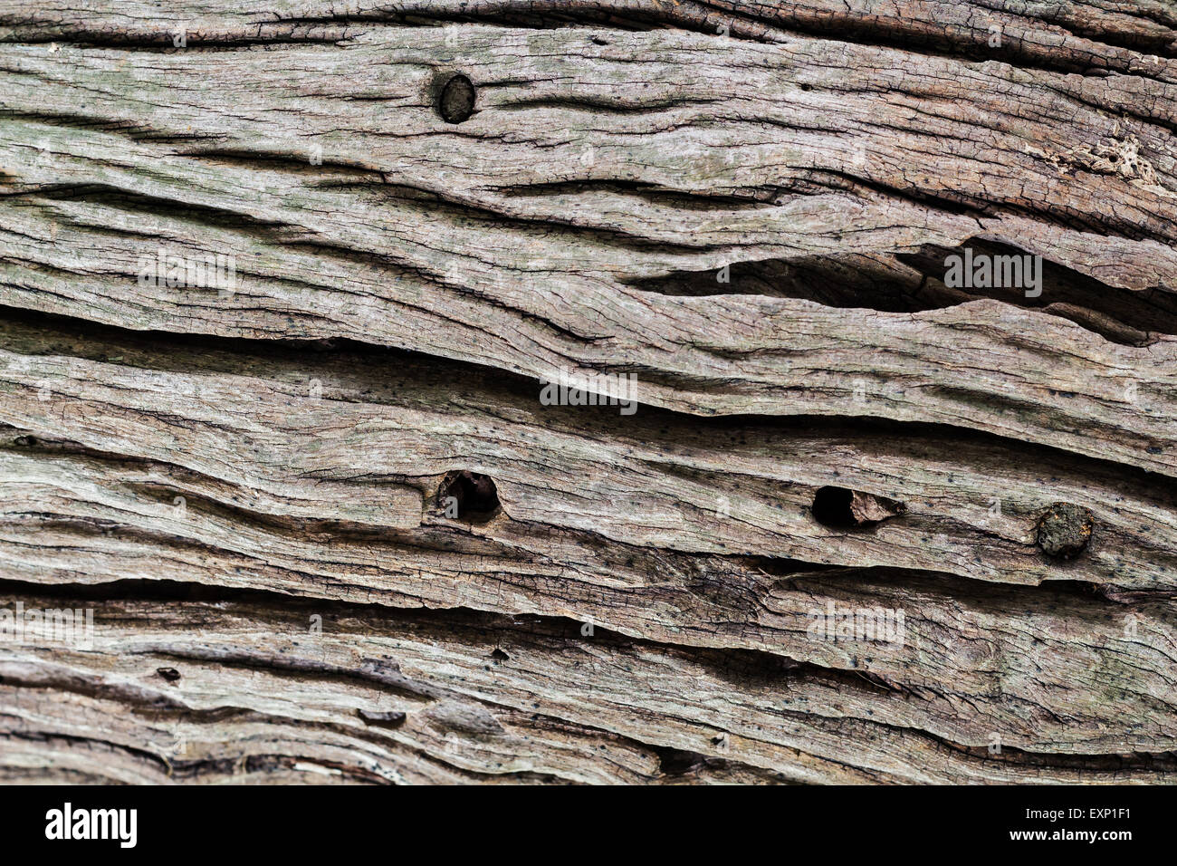 Natürlichen Hintergrund der Baum Körper in Nahaufnahme detail Stockfoto