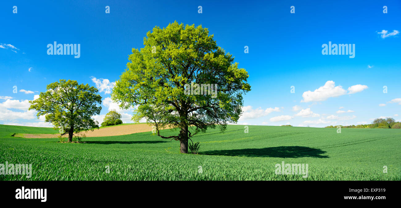 Einsame Eiche (Quercus SP.) im Kornfeld im Frühling, Burgenlandkreis, Sachsen-Anhalt, Deutschland Stockfoto