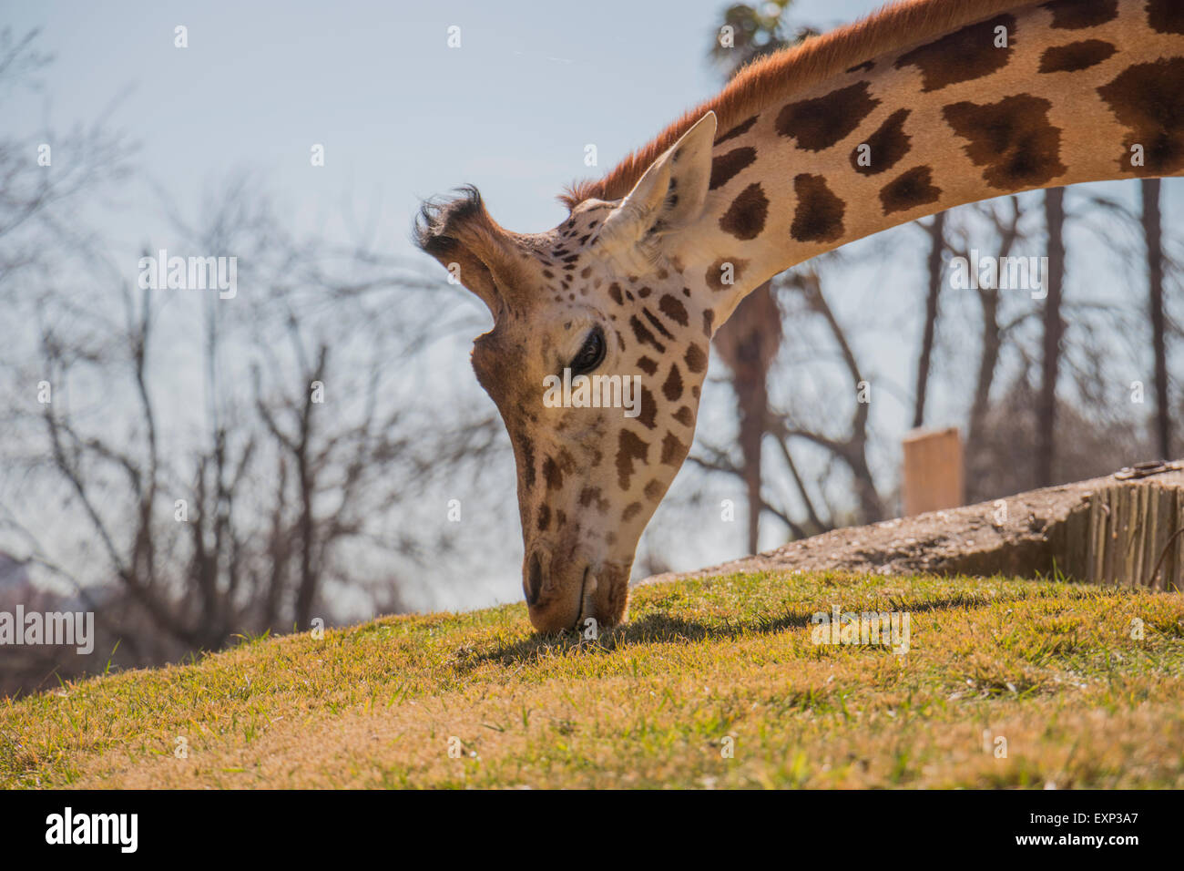 Giraffe im Zoo Stockfoto