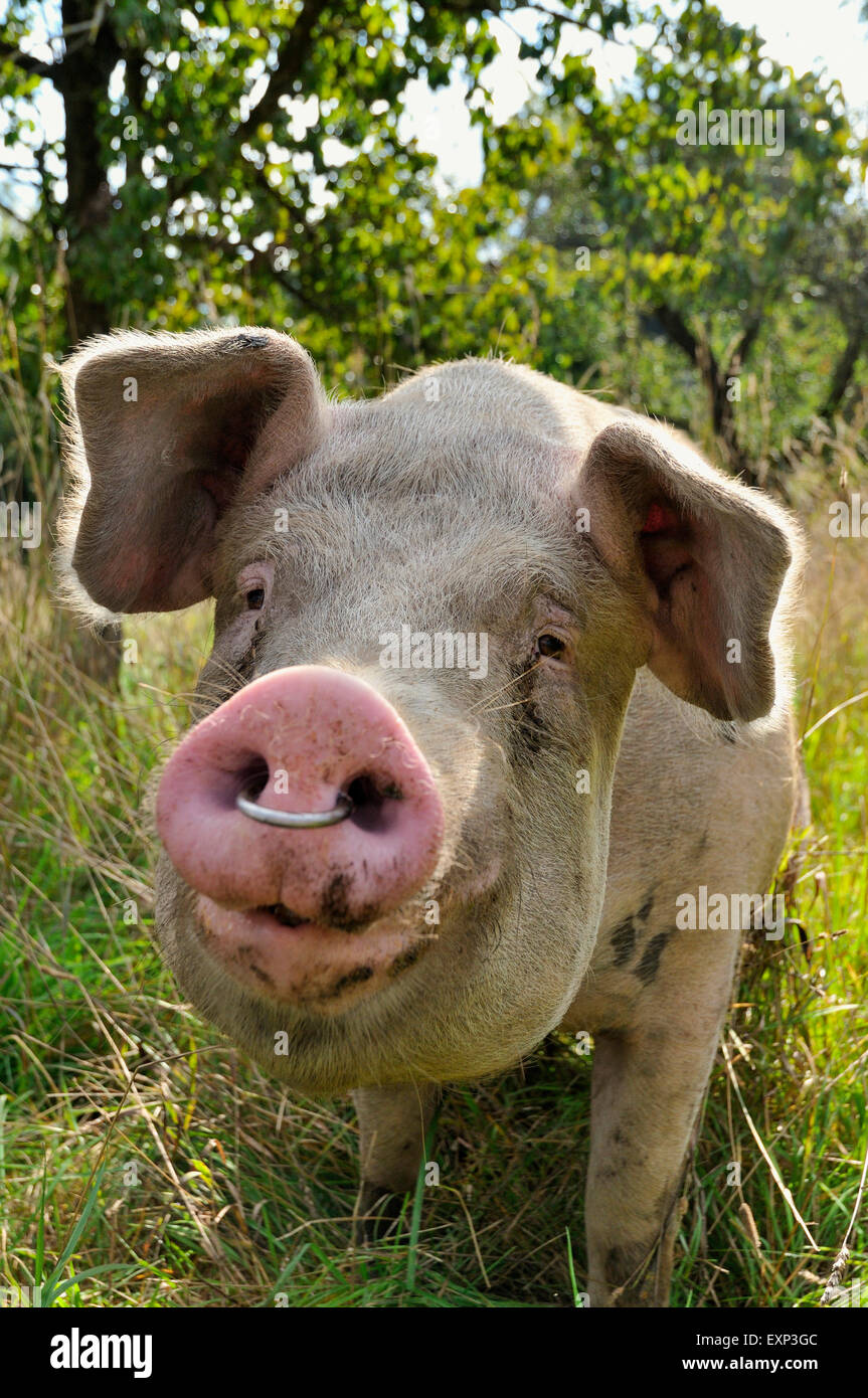 Hausschwein (Sus Domesticus) mit Nase Ring, North Rhine-Westphalia, Deutschland Stockfoto