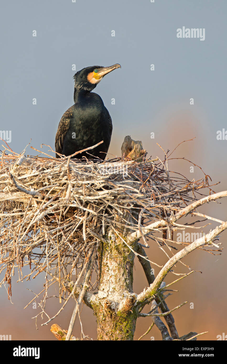 Kormoran (Phalacrocorax Carbo) sitzen im Nest, Zucht Kolonie, mittlere Elbe-Biosphärenreservat, Sachsen-Anhalt Stockfoto